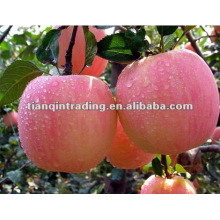 shandong fuji apple